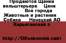 Продаются Щенки вельштерьера  › Цена ­ 27 000 - Все города Животные и растения » Собаки   . Ненецкий АО,Харьягинский п.
